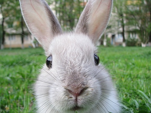 Resultado de imagem para FOTOS DE COELHOS  COM ORELHAS EM PE