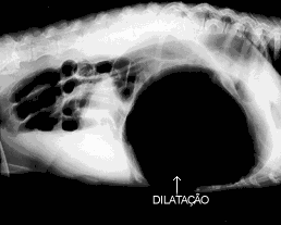 dilat-x.