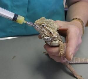 VETERINARIO ANIMAL EXOTICO veterinario animal exotico: