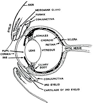 eyediagram2.gif