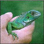 Iguana Verde